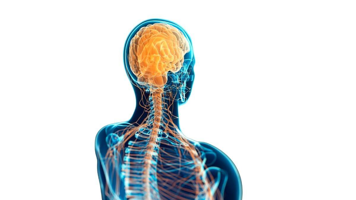 Conscious Breathe in Yoga: It's Neuroscience!