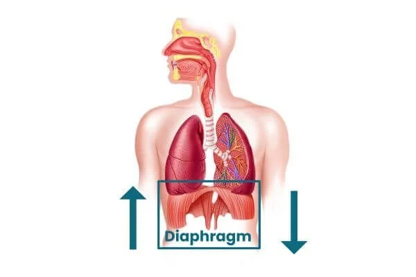 anatomical graphic showing diaphragm with arrows up and down for how it moves