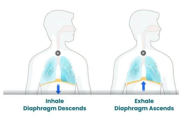 graphic showing anatomy of diaphragm descend on inhale and ascend on exhel