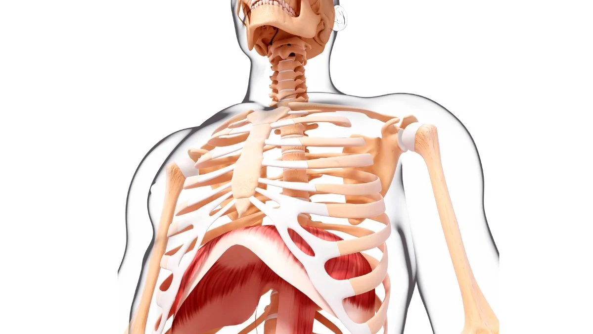 Unlocking the Power of the Diaphragm in Yoga