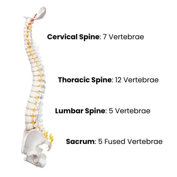 graphic of the curves of the spine and vertbrae for yoga anatomy school