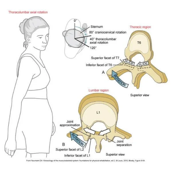 graphics of anatomy and biomechanics of the spine with rotation