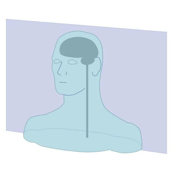 anatomical graphic of frontal plane for spinal rotation in yoga and biomechanics