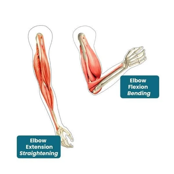 graphics of elbow flexion and extension of the elbow from anatomy perspective
