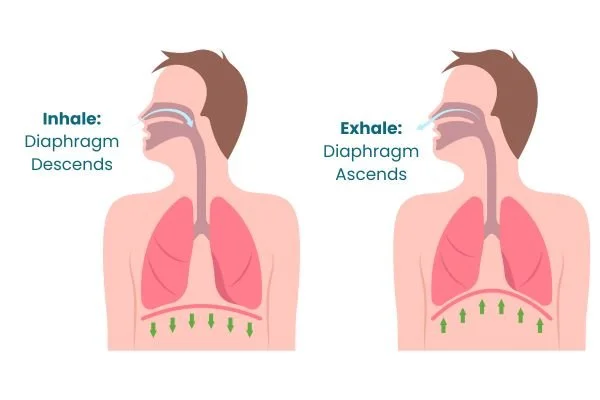 anatomical graphic showing anatomy of diaphragm in breathing