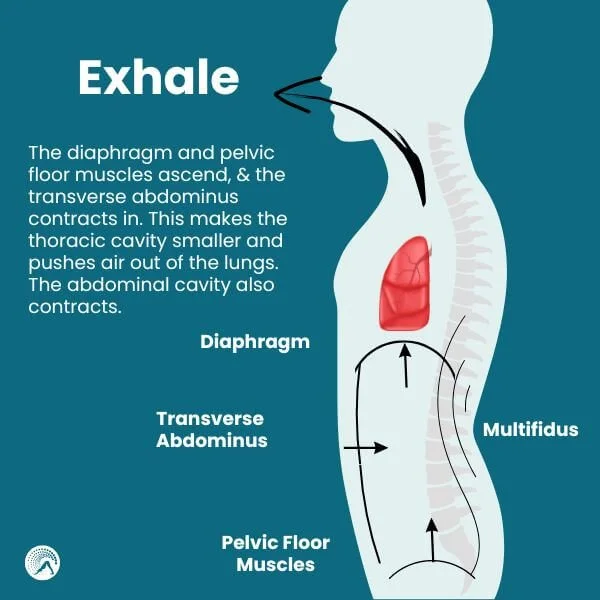 graphic showing anatomy of an exhale