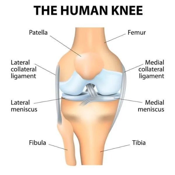 anatomy graphic of knee anatomy with structures labeled