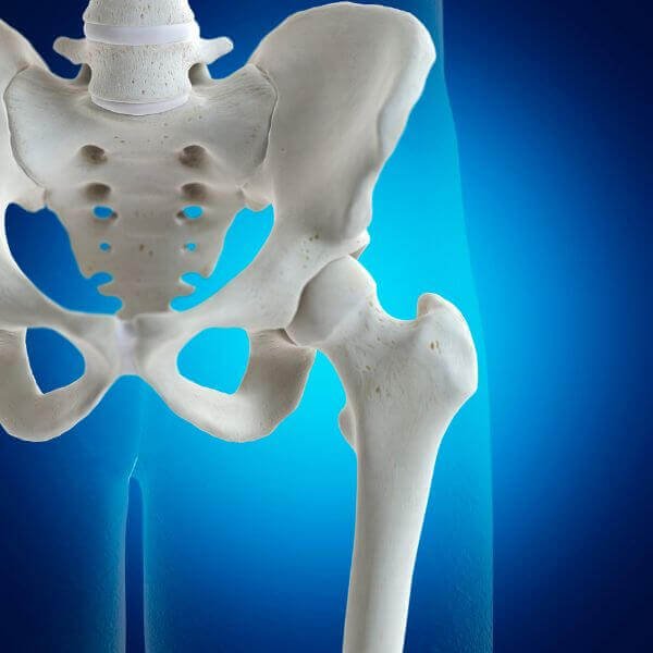 graphic of the human pelvis and hip joint