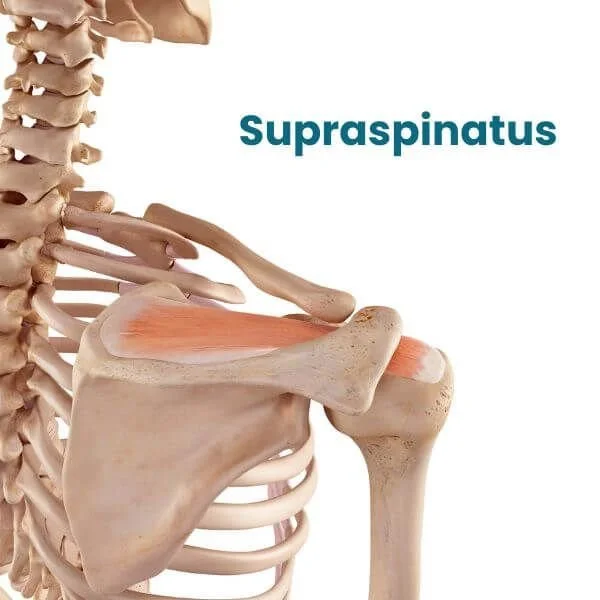 anatomy graphic of supraspinauts