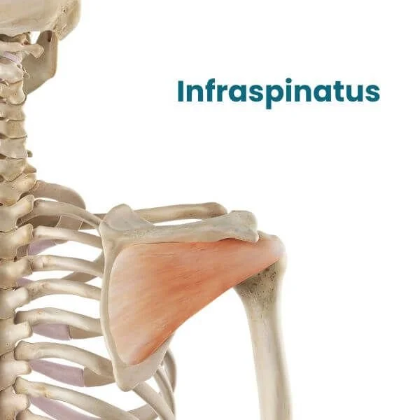 anatomy graphic of infraspinatus