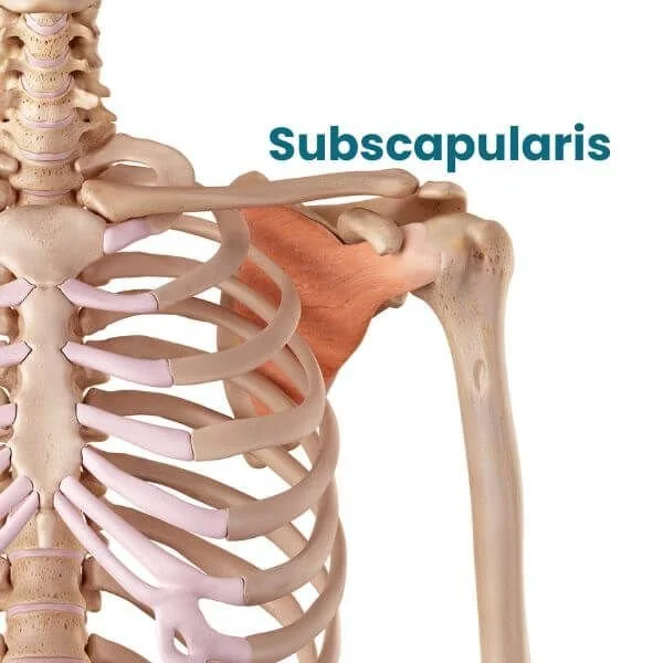 anatomy graphic of subscapularis