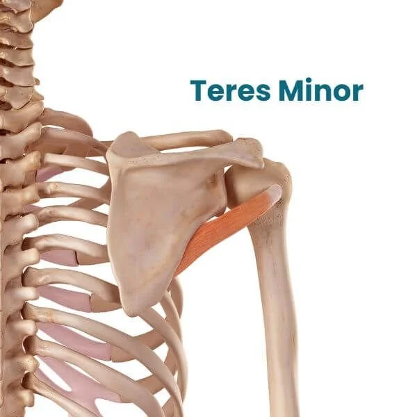 anatomy graphic of teres minor