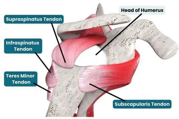 graphic of rotator cuff tendons used for stability in yoa