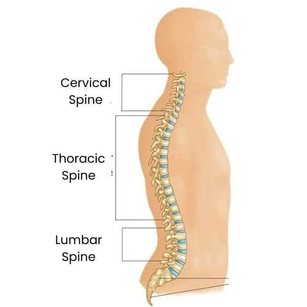 anatomy graphic of the natural curves of the spine