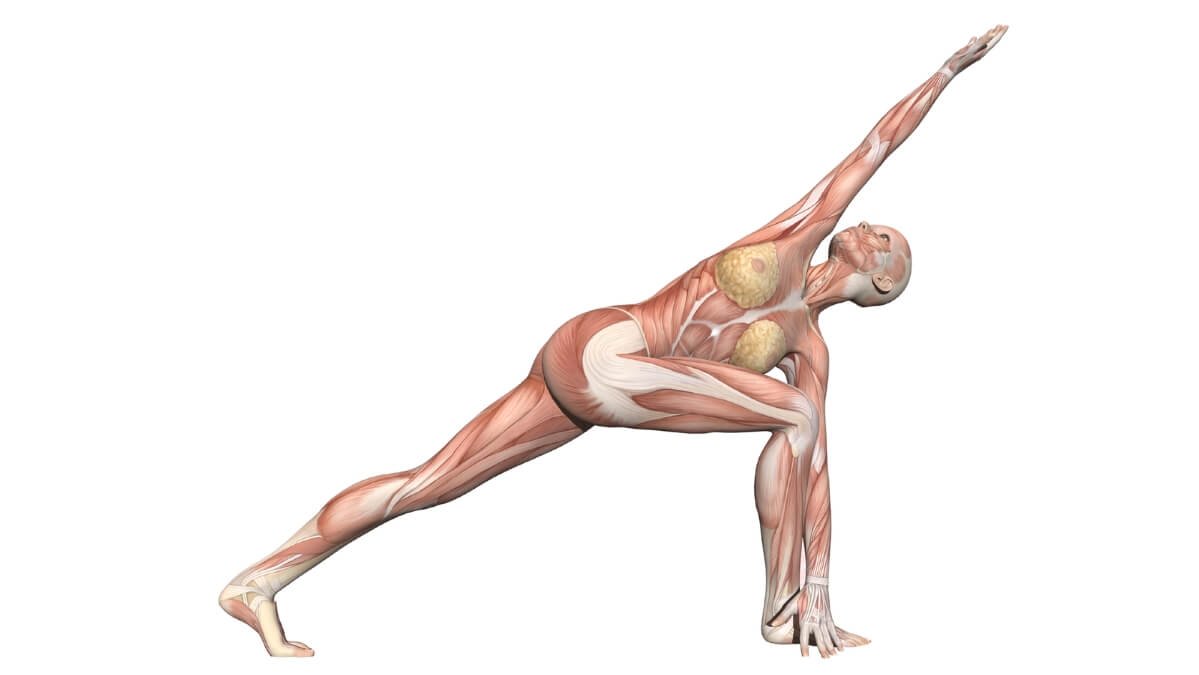 Muscle Contractions in Yoga