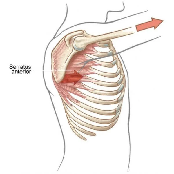 anatomical graphic of serratus anterior muscle