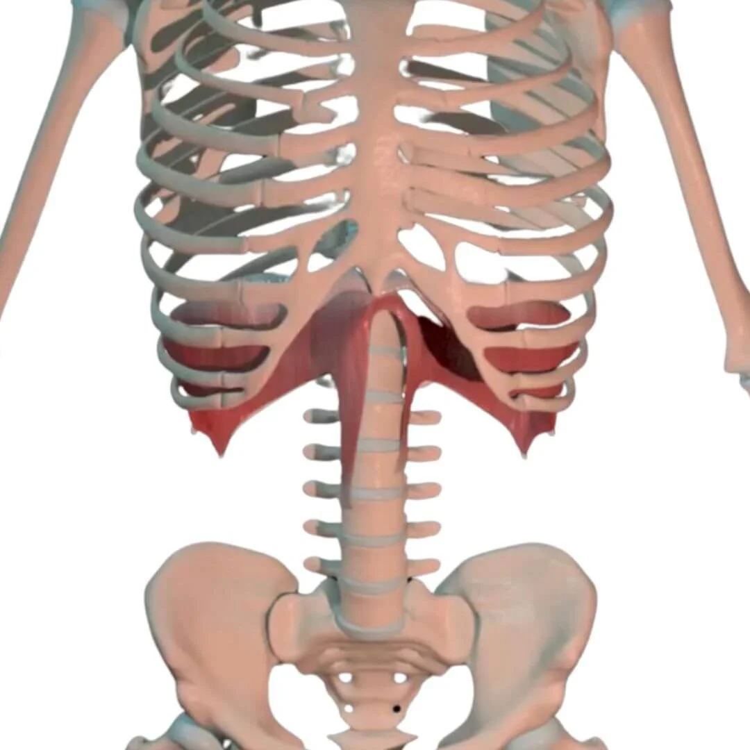 The Diaphgragm attached to the spine and ribs in yoga