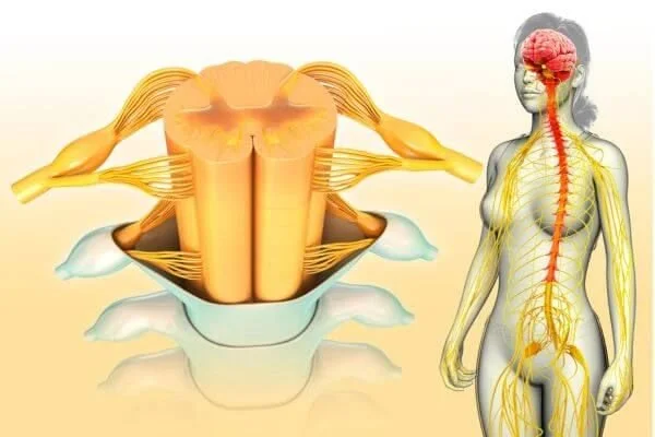 anatomical graphic of spinal cord and nerves in yoga