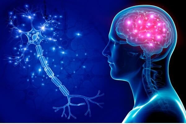 anatomy graphic of nerve and brain and energy in yoga