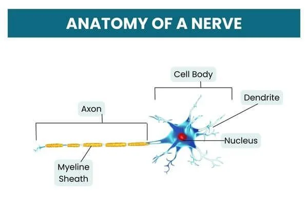 anatomy of a nerve in yoga labeled graphic