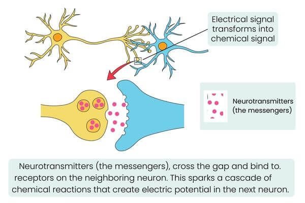 neuroscience illustration of nerve synapse and neurotransmitter