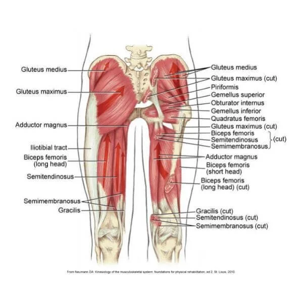 graphic showing several muscles of the legs and hips that is overhwhelming for yoga teachers