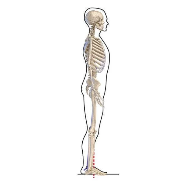 Balanced Postural Alignment graphic of well aligned skeleton from Yoga Anatomy School