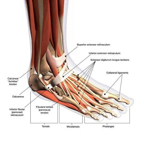 Anatomy of the Foot Rebuild the Arches in Yoga
