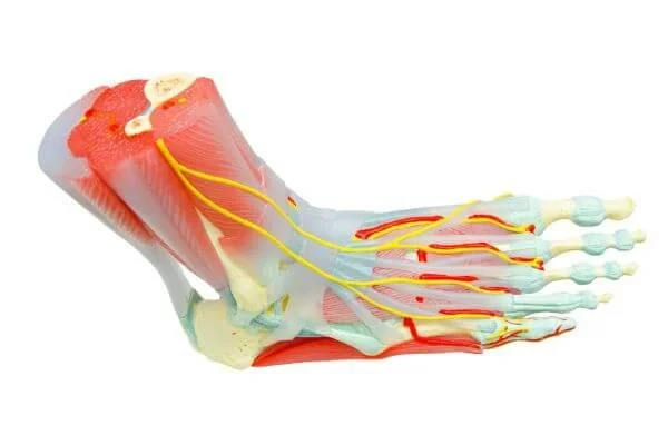 Muscles and Tendons in Feet for Yoga Anatomy School