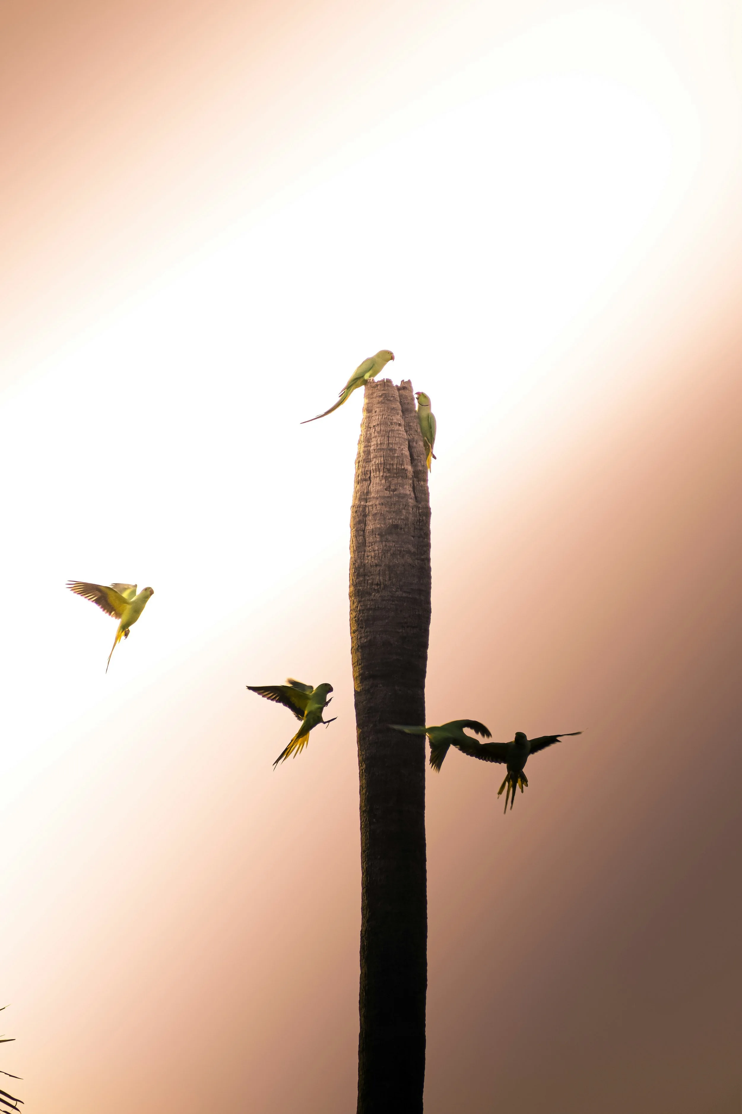 Six green parakeets perched on and flying around a tall tree trunk, set against a light, gradient sky.