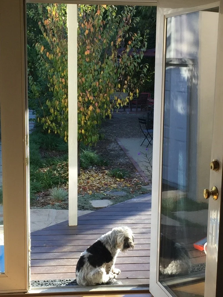 A small black and white dog sitting on a wooden deck outside a glass door with an open screen door, overlooking a garden with trees and foliage.