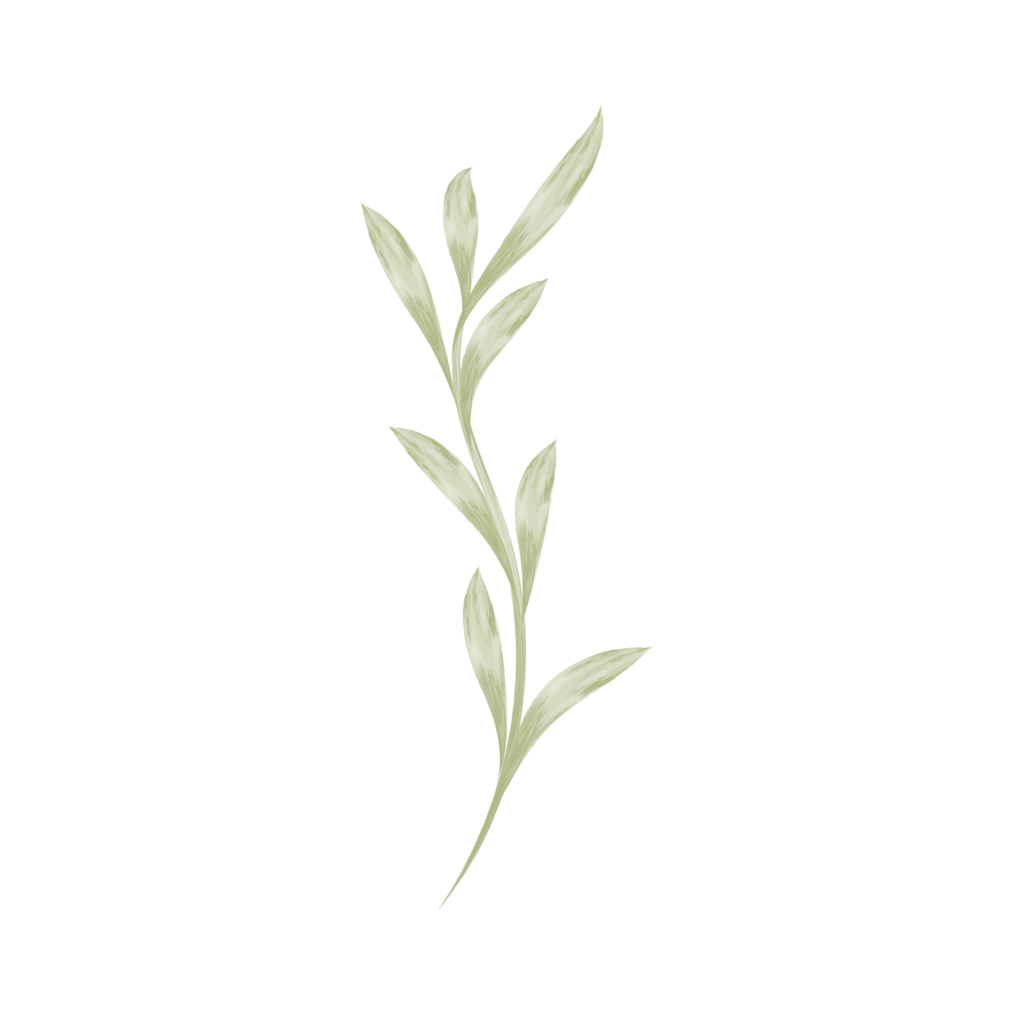 A drooping branch of a pale green leafy plant with elongated leaves on a transparent background.