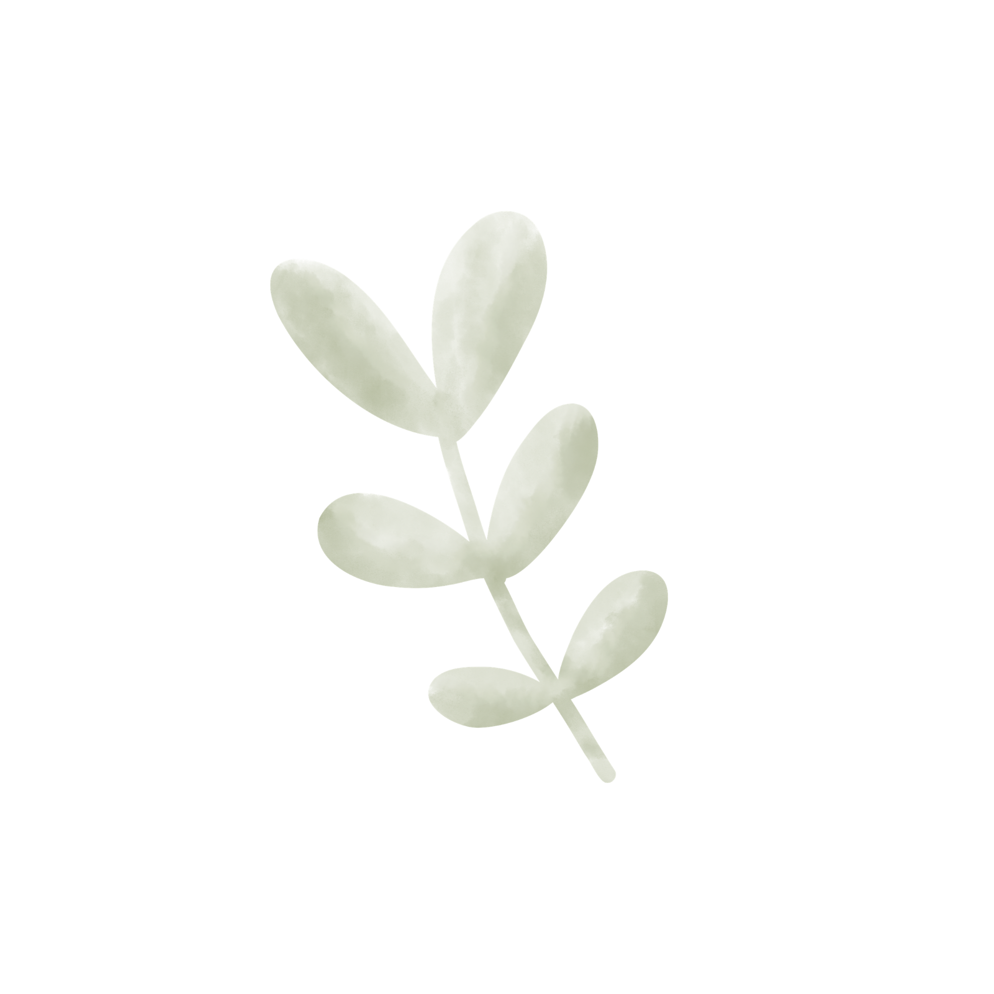 A digital illustration of a pale green sprig of leaves with oval-shaped foliage isolated on a transparent background.