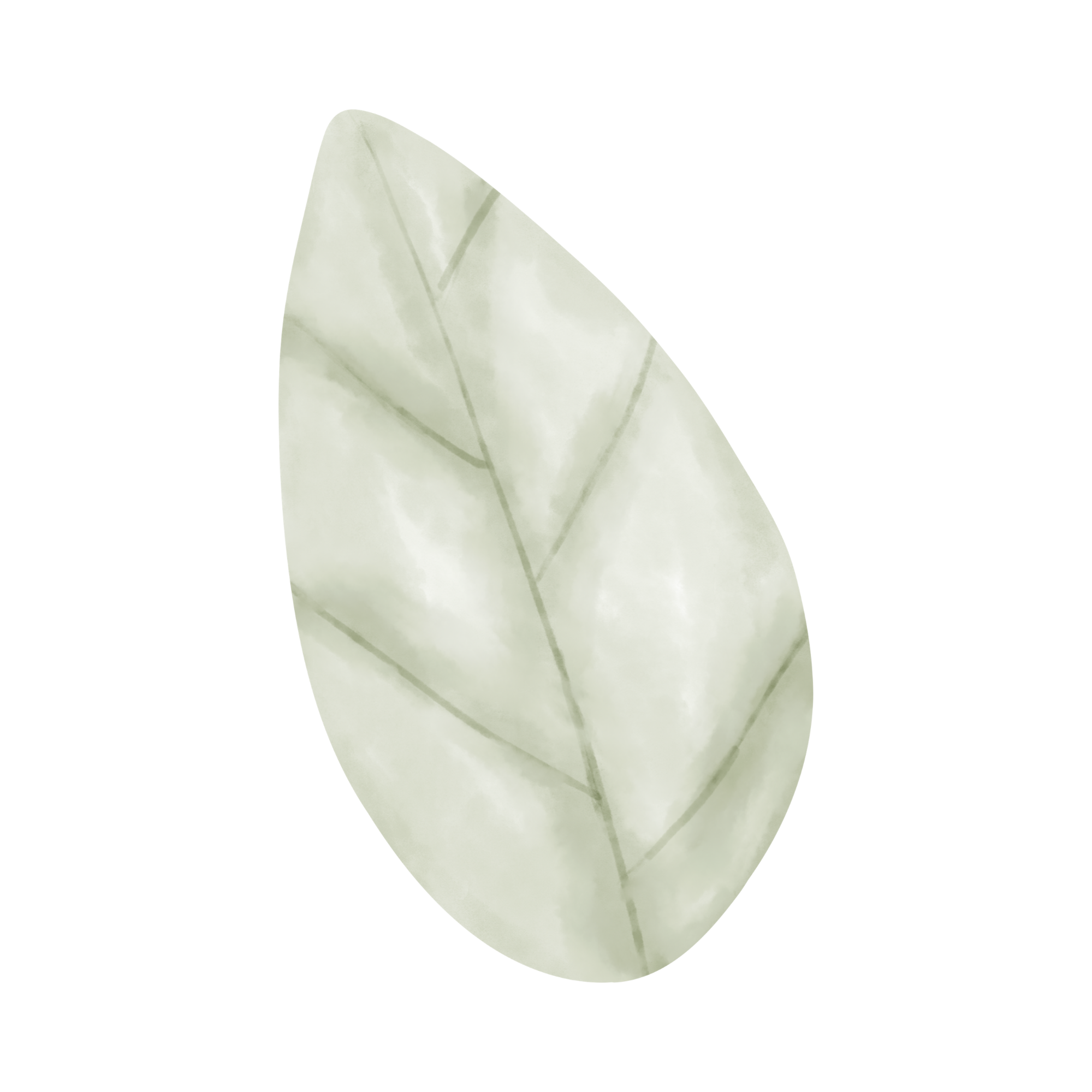 A single pale green leaf with visible veins isolated on a black background.