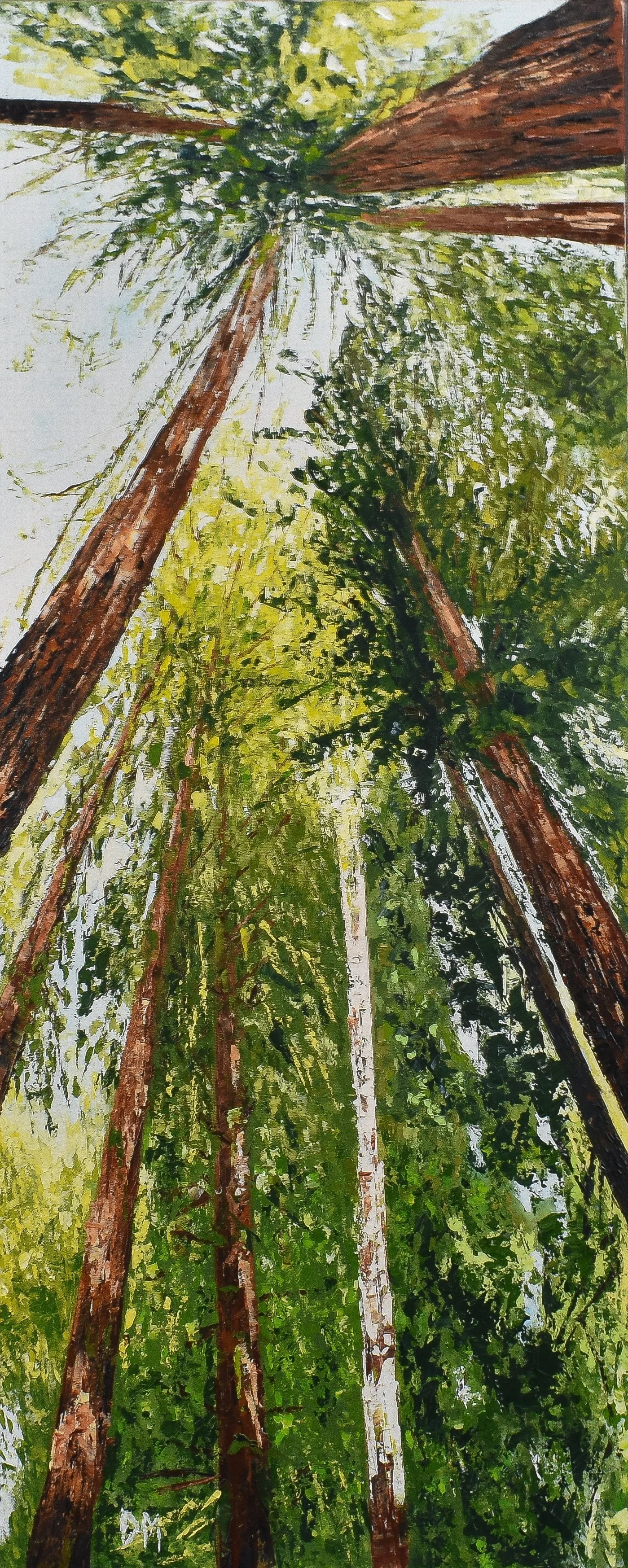 Muir Woods, California, US