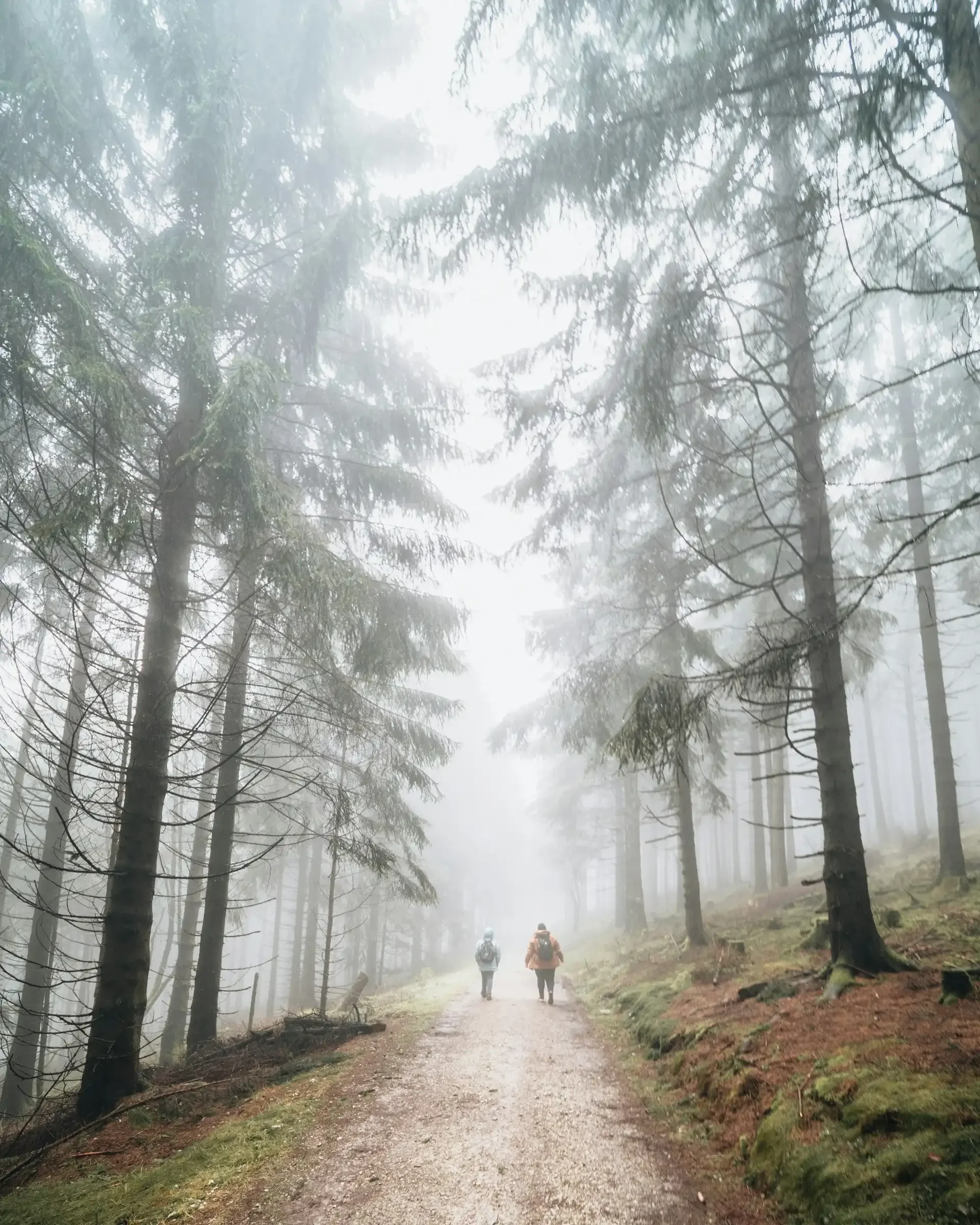 Two hikers walking on a dirt trail through a foggy forest with tall trees on either side. DarrenSoares.com - Momentum Series - A Humans Guide To Healing