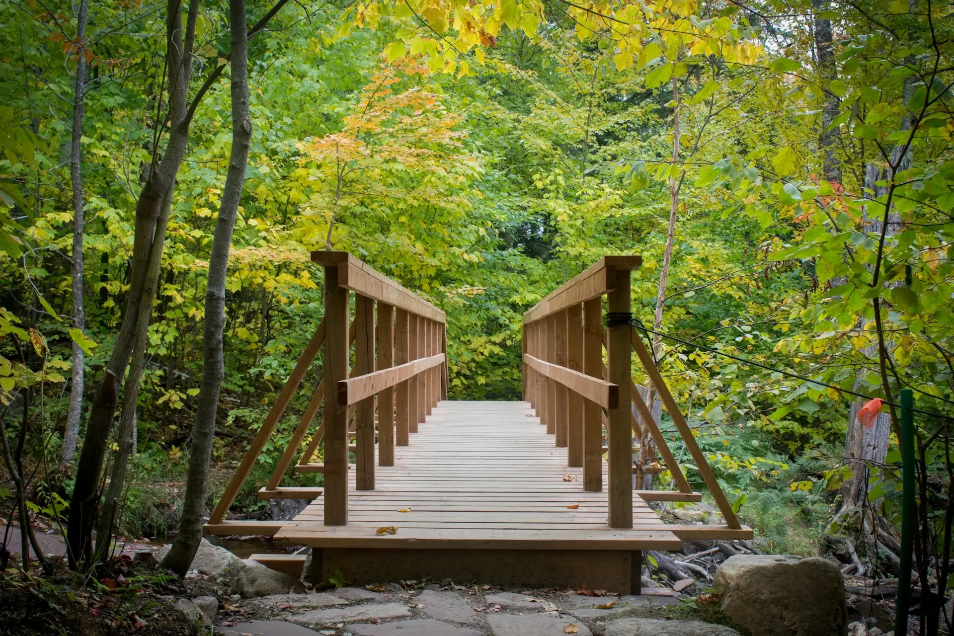 Wooden footbridge over a creek in a green forest with trees and yellowing fall leaves. DarrenSoares.com - Clarity Session - A Humans Guide To Healing