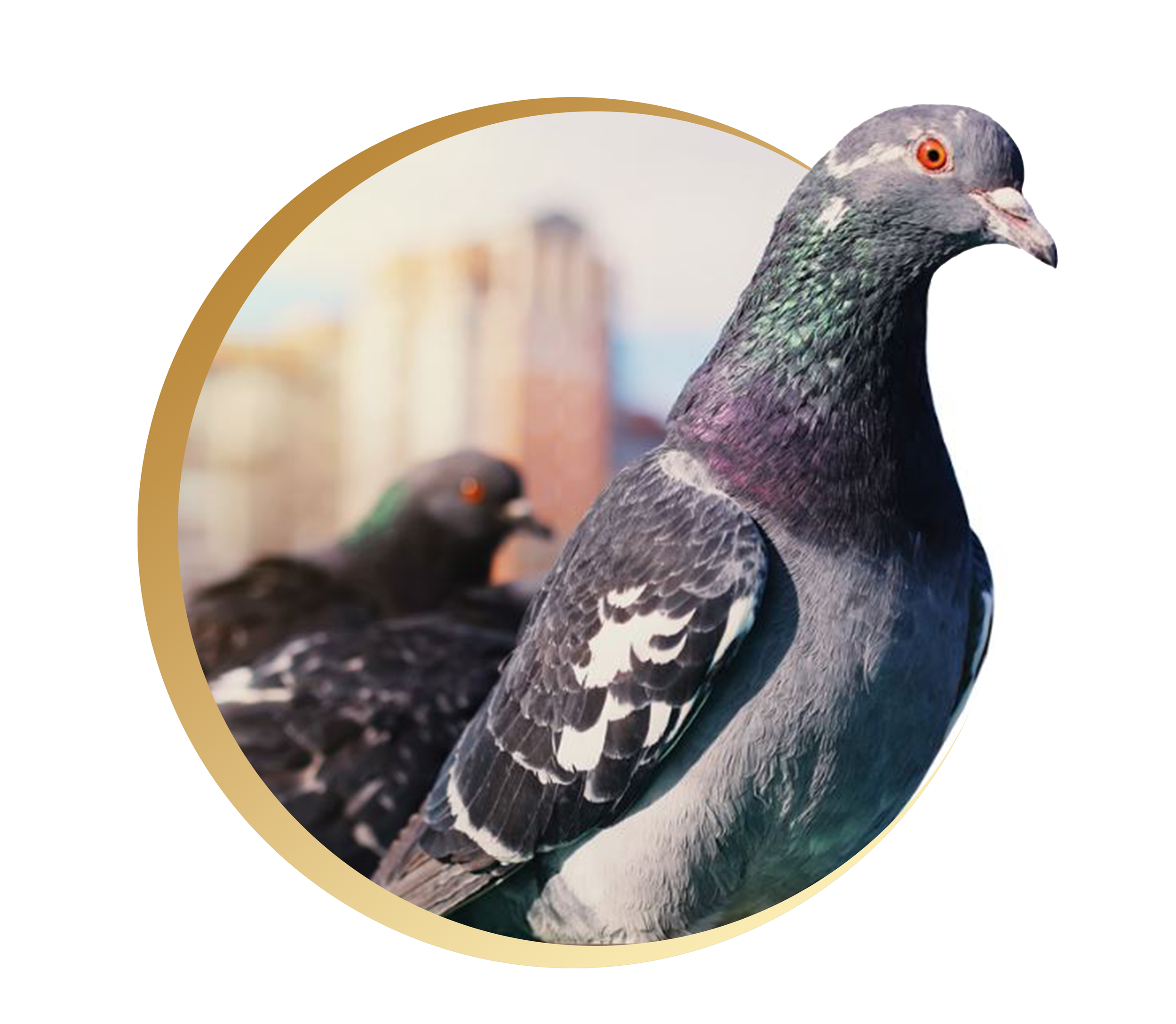 Close-up of a pigeon with gray feathers, orange eye, and white markings on neck, against a blurred cityscape background.