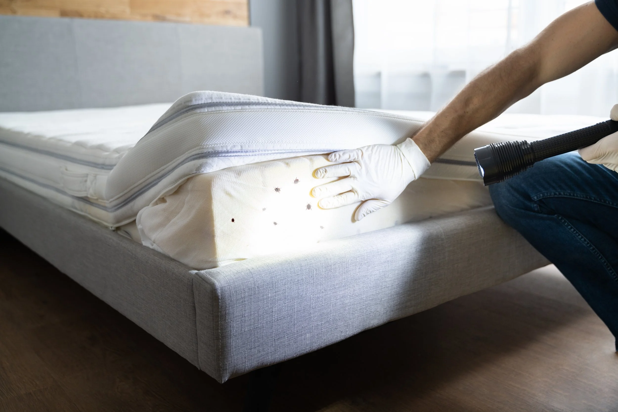 A person wearing gloves using a flashlight to inspect a mattress, which has small bed bugs on its surface, in a bedroom with a bed and window in the background.