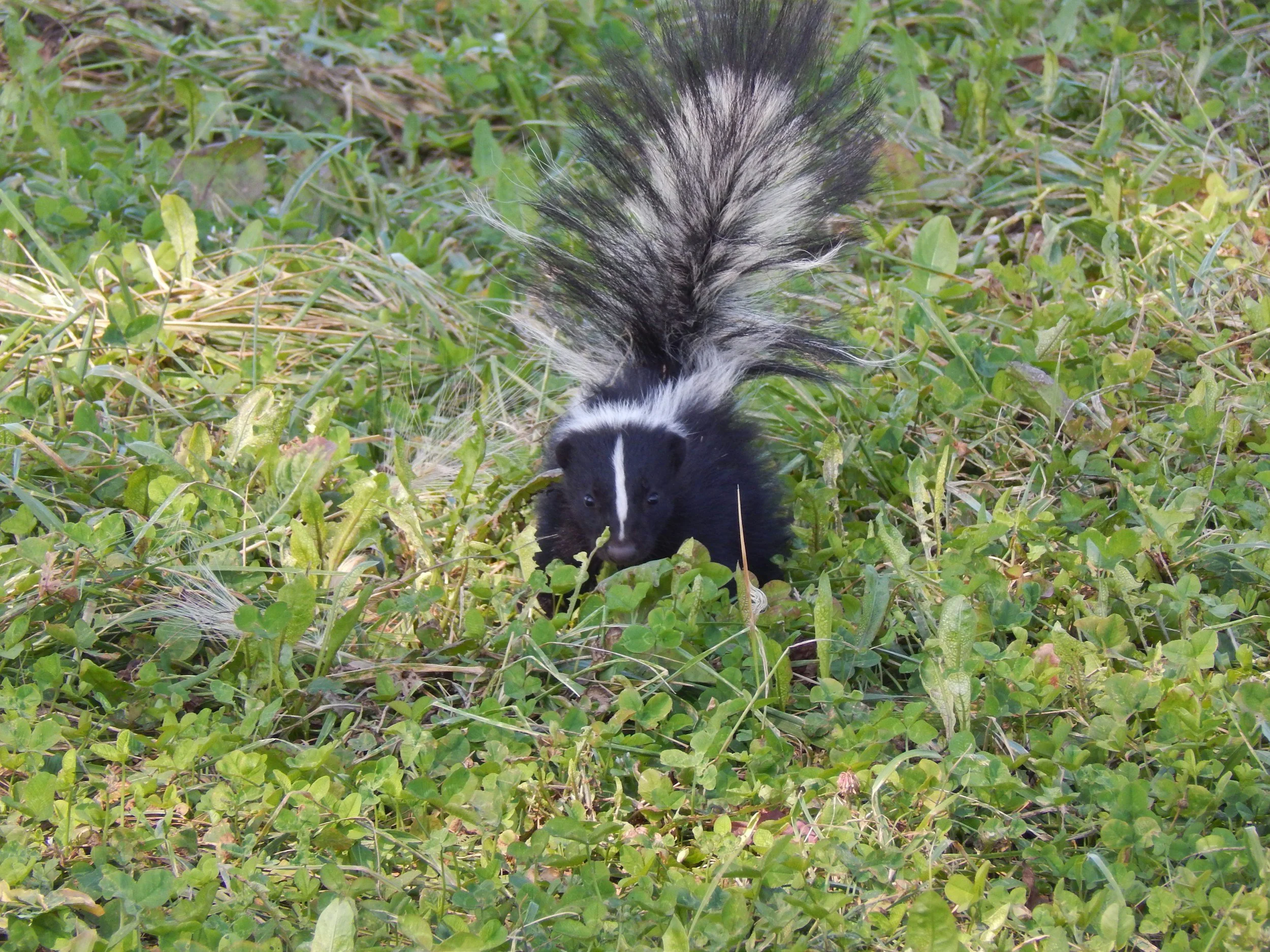 A skunk with black and white fur on a grassy ground, facing downward.
