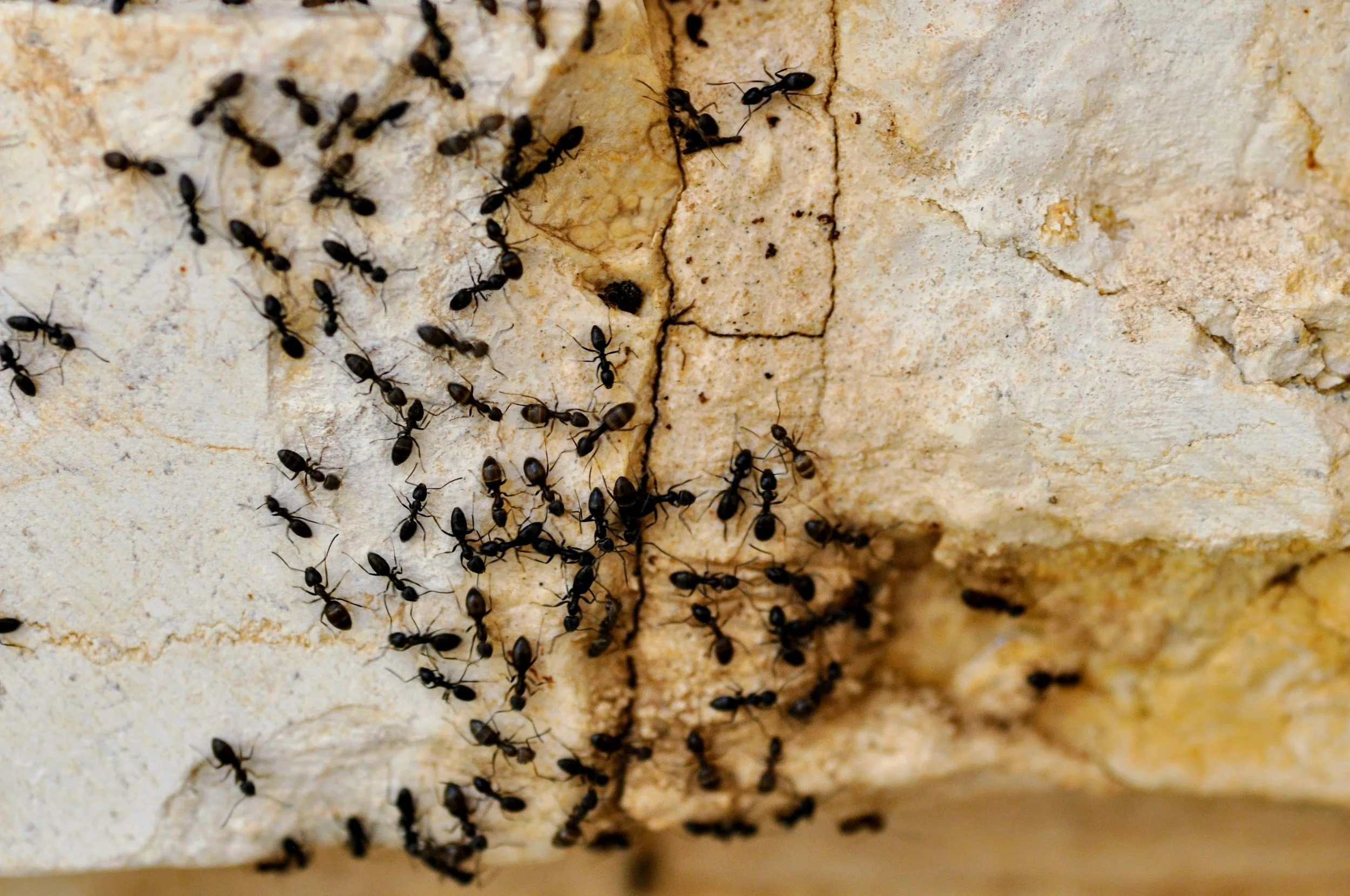 A close-up image of black ants on a beige rocky surface.