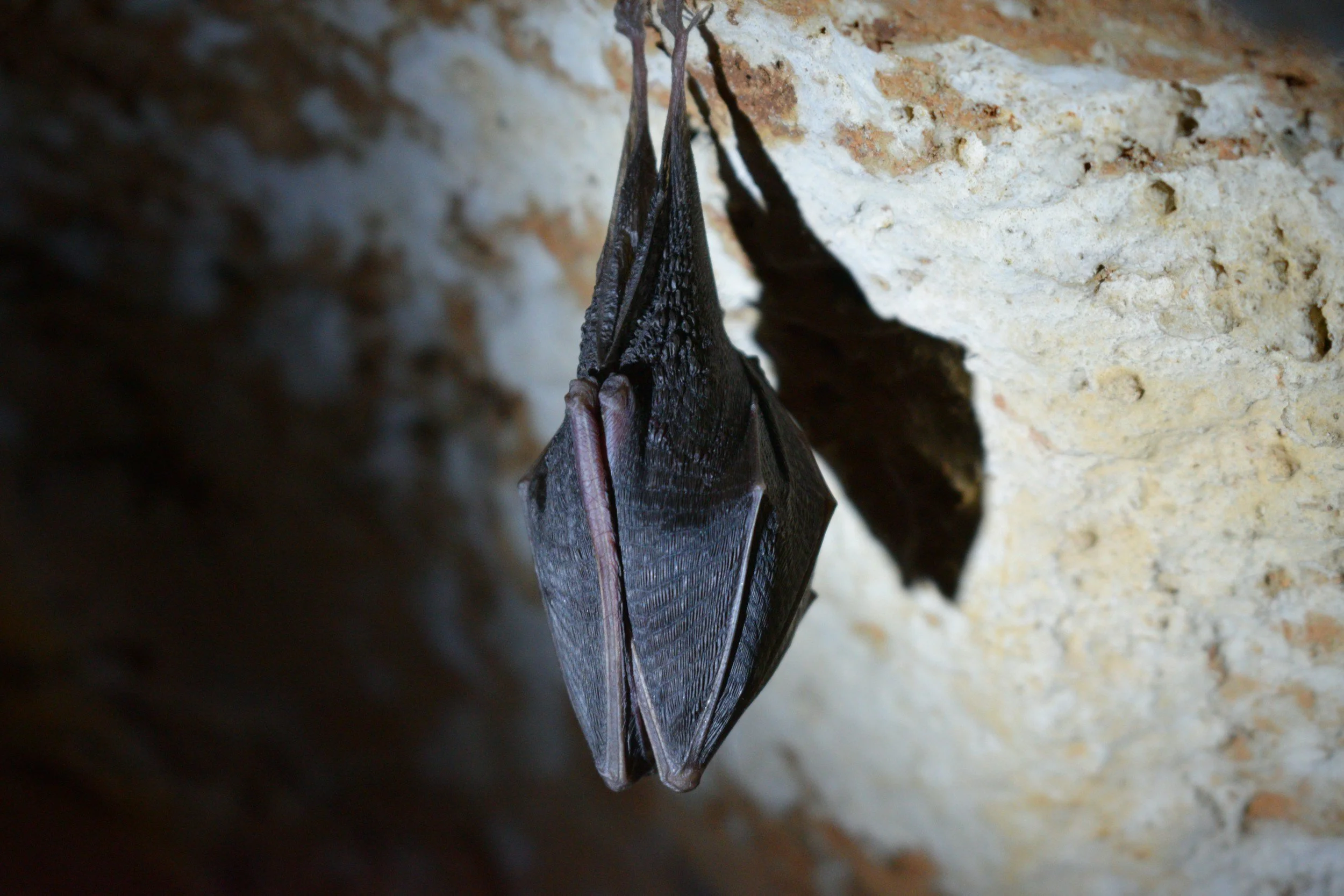 Close-up of a bat hanging upside down on a textured rock surface.