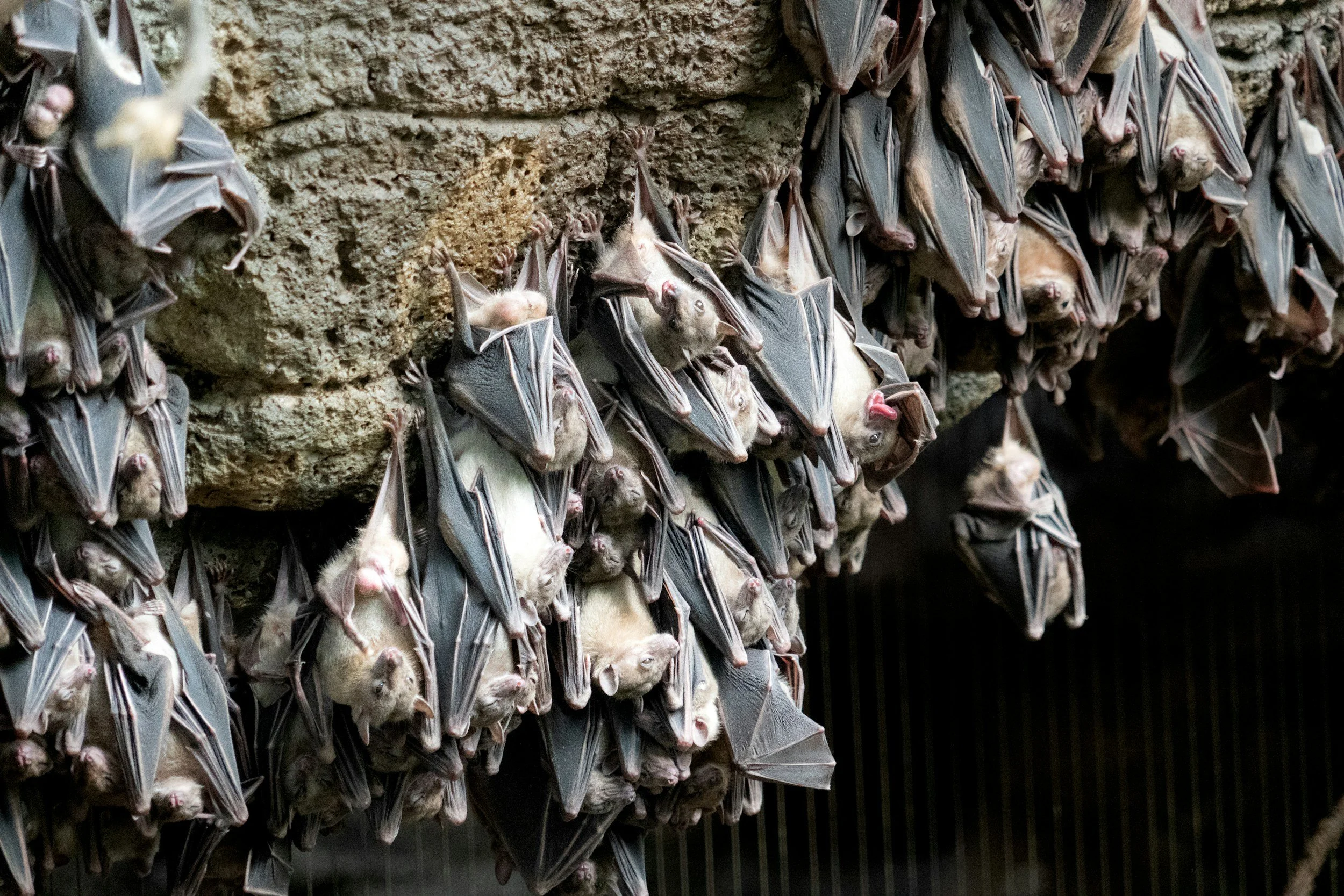Several bats hanging upside down on a rocky surface.