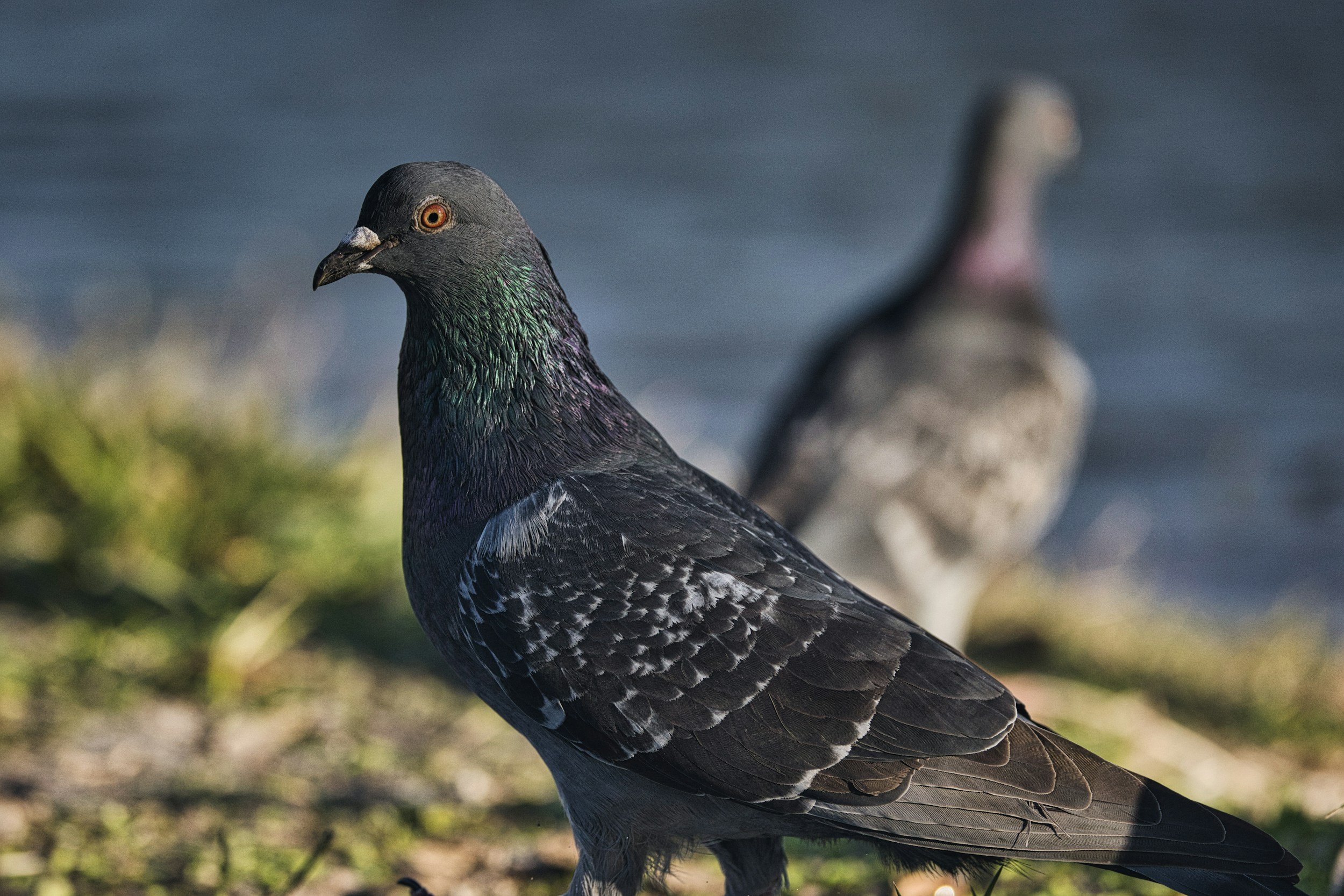 Close-up of a pigeon standing outdoors with a blurred background.