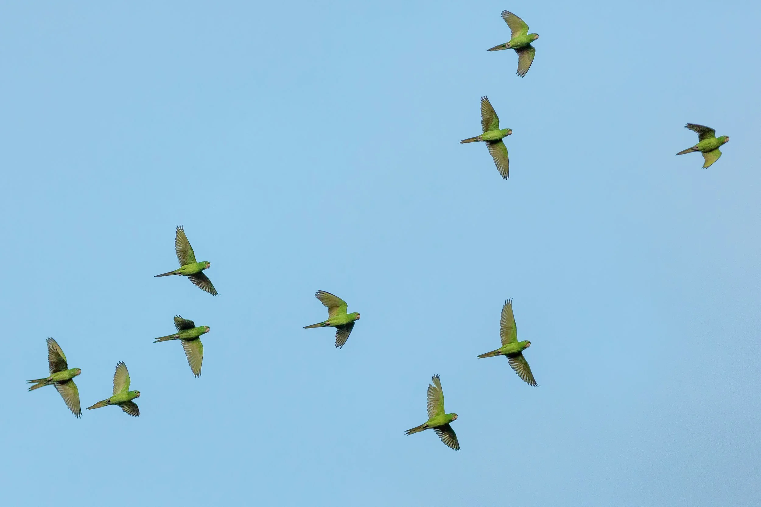 A flock of green parrots flying in the sky against a blue background.