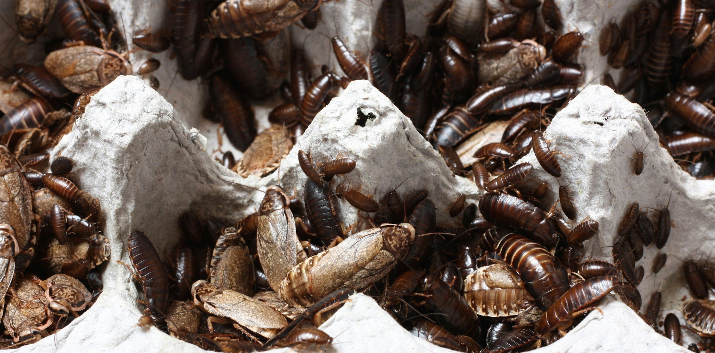 Close-up of a termite colony with numerous termites crawling over the white mud tubes or mounds.