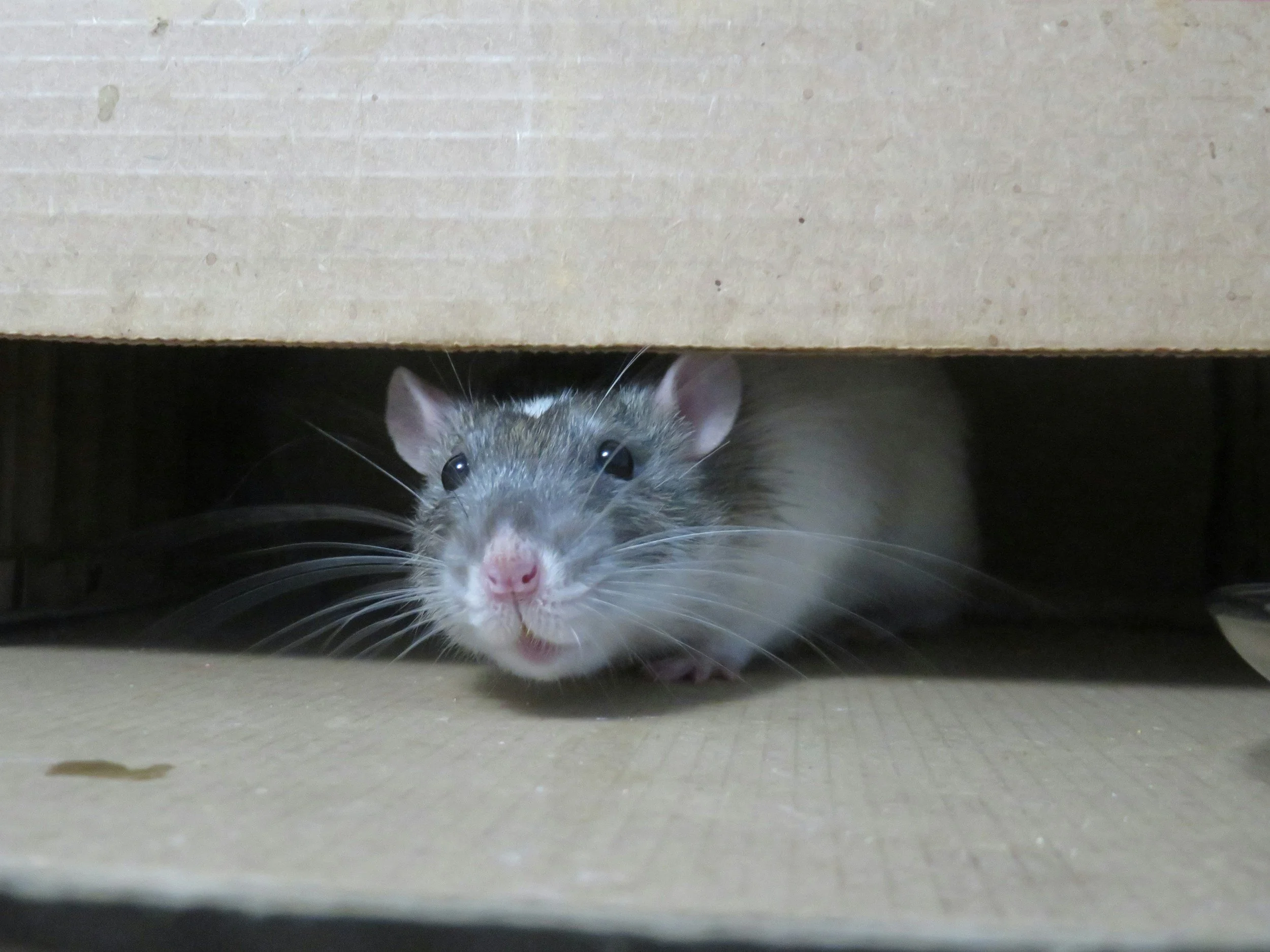 A gray and white mouse peeking out from underneath a cardboard box.