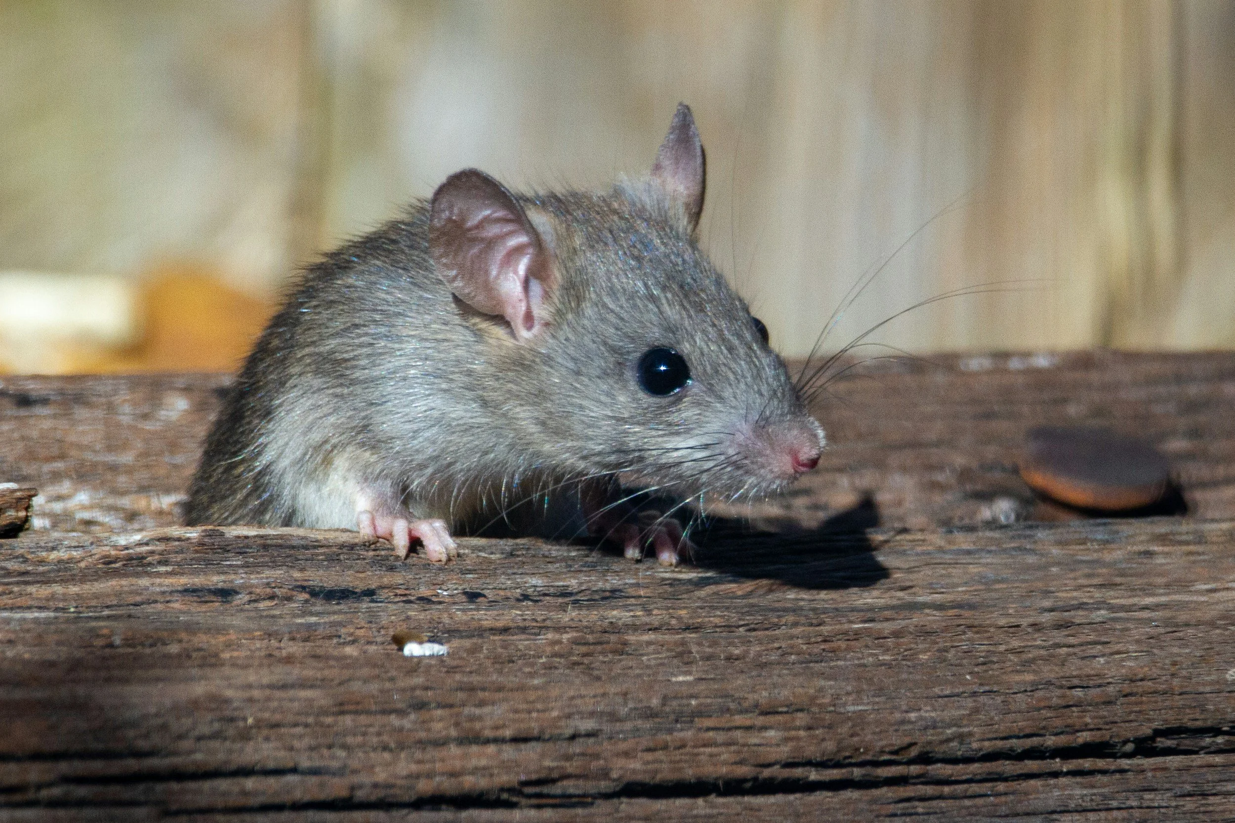Close-up of a small brown mouse with black eyes and pink nose on a wooden surface, with a blurred background.
