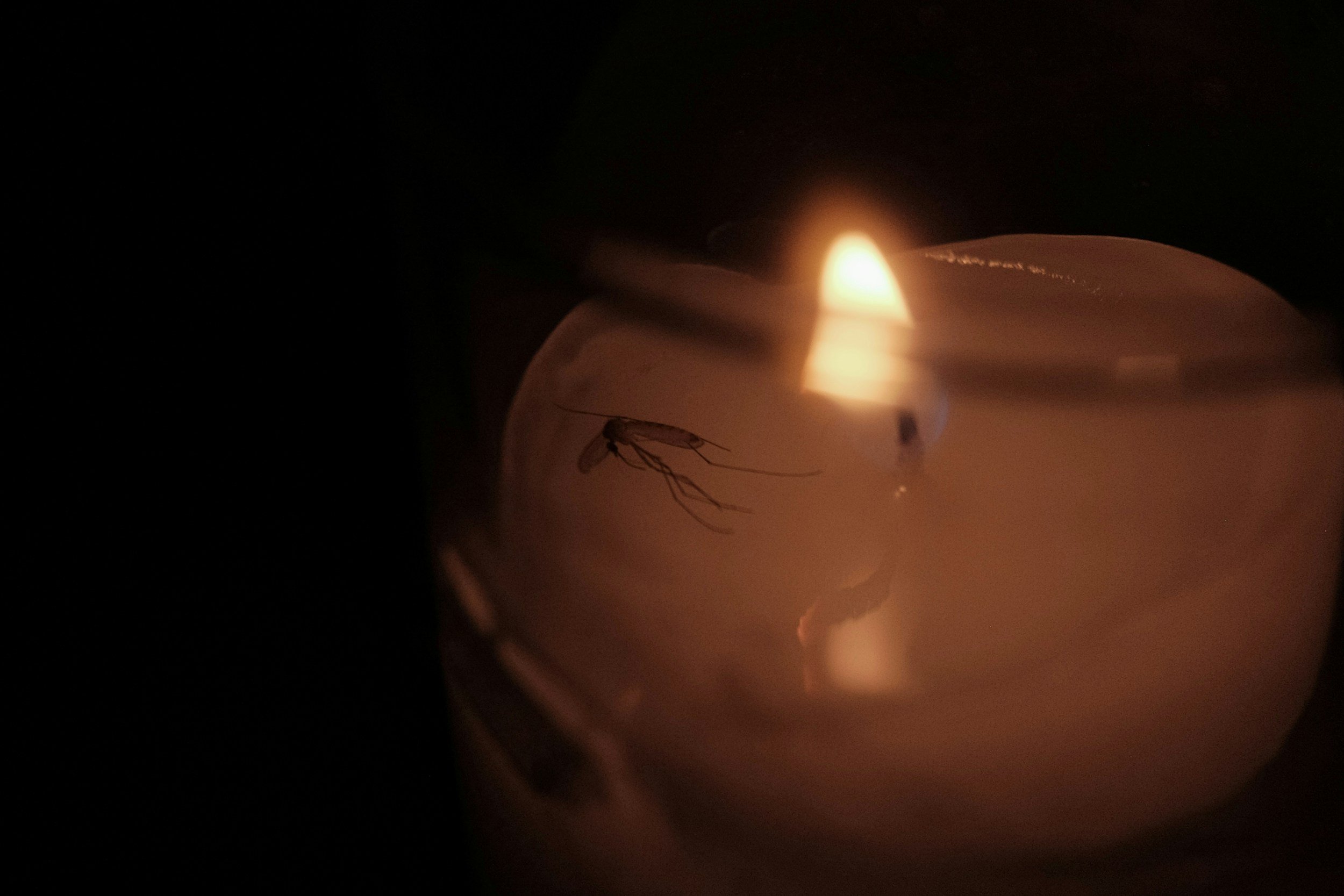 A candle burning in darkness with a mosquito on its surface.
