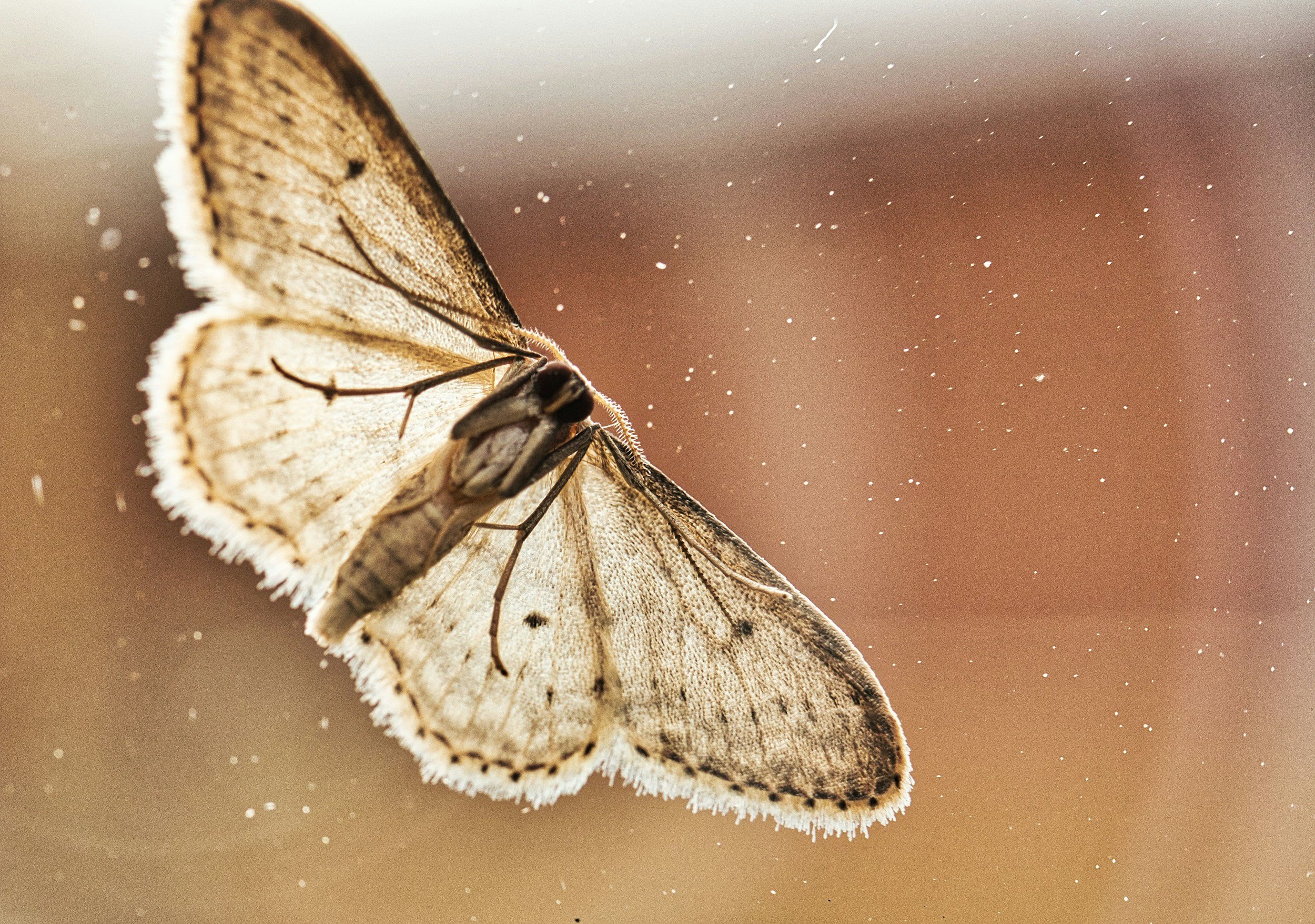 A close-up of a butterfly resting on a surface with tiny particles of dust or pollen floating in the air around it.